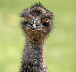 An emu looking front on with bulging eyes and a hairy feathered long neck - portrait photo with a...