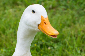 white duck