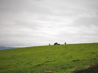 sheep @ cliffs of moher