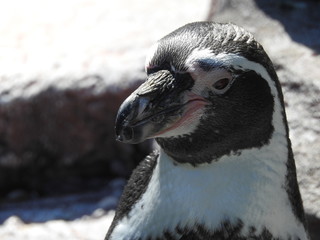 Portrait of a penguin