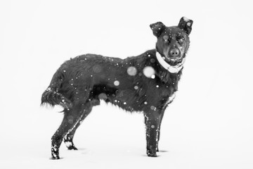 Sotto la neve il cane