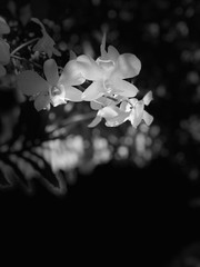Fototapeta na wymiar Orquídeas