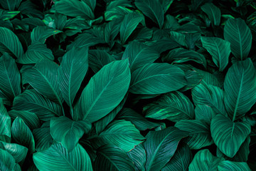 Spathiphyllum cannifolium, tropical leaves, abstract green leaves texture, nature background