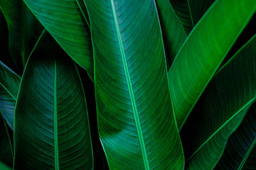 Obraz premium green leaf texture, dark green foliage nature background, tropical leaf