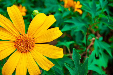 closeup beautiful yellow flower in the garden, nature background