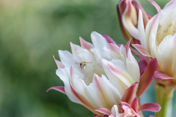 bee on peruvian apple cactus flower