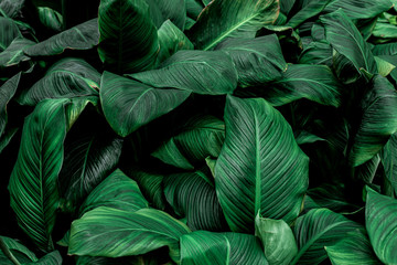 Fototapeta premium Spathiphyllum cannifolium, tropical leaves, abstract green leaves texture, nature background
