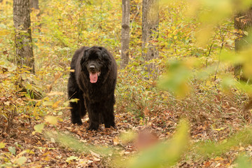 A newfoundland hiking through an autumn forest