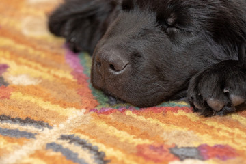 Close up of a sleeping newfoundland puppy's nose