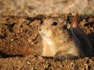 Prairie Dog