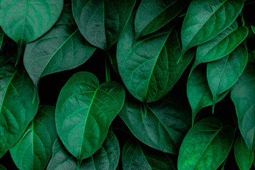 tropical leaves texture, abstract green leaves and dark tone process, nature pattern background