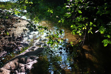 Beautiful view of a shallow creek, glare and reflection from sunlight