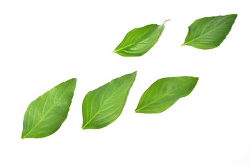 Fresh Basil leaves isolated on white background