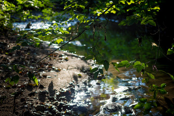 Obraz na płótnie Canvas Beautiful view of a shallow creek, glare and reflection from sunlight