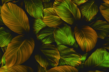 Spathiphyllum cannifolium, tropical leaves, abstract colorful leaves texture, nature background