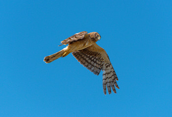 Northern Harrier hawk in flight