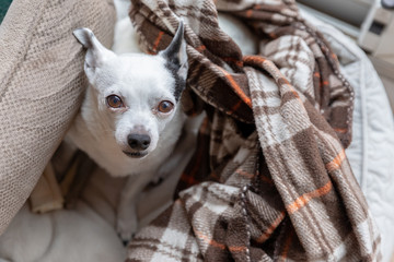 A chihuahua cuddled in some blankets