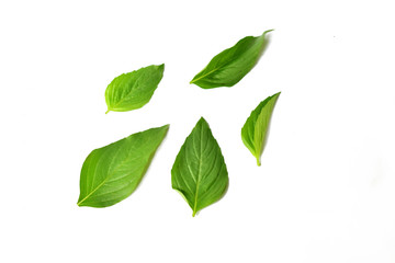 Fresh Basil leaves isolated on white background