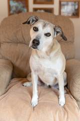 A dog sitting on a chair looking at the camera