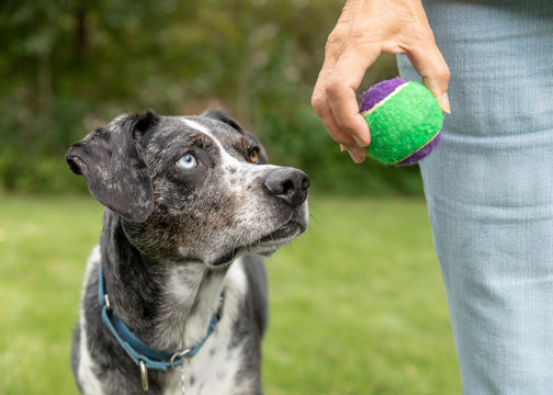 A dog stares intently at the tennis ball in a woman's hand