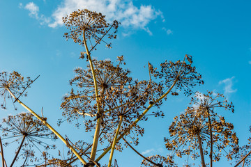 Dry stems and umbrellas with seeds of a poisonous plant Sosnowsky's hogweed (Heracleum sosnowskyi)