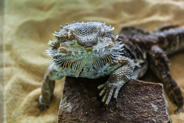 Lizards are a widespread group of squamate reptiles, with over 6,000 species