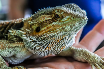 Lizards are a widespread group of squamate reptiles, with over 6,000 species