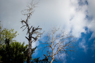 Treetops of dead trees on a background of blue sky with clouds