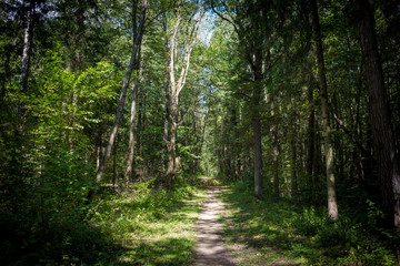 Fototapeta na wymiar Empty forest path extending into the distance in a mixed forest