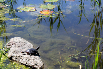 Turtle on rock at pond