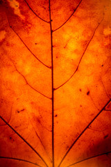 yellow maple leaf autumn macro