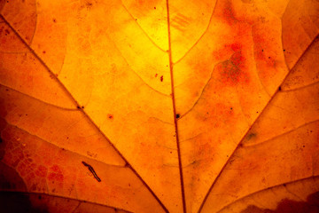 yellow maple leaf autumn macro