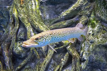 Freshwater fish Northern pike ( Esox lucius ) in the aquarium.