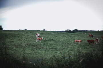 Obraz na płótnie Canvas cows in field