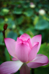 Obraz premium Purple lotus flower ready to bloom in the pond
