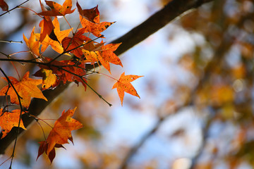 the maple leaves are red, walking on the forest trail in Shanlinxi Park, Nantou, Taiwan.