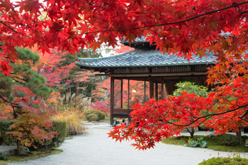 Fototapeta premium Jesienne liście Kyoto Tenshoan