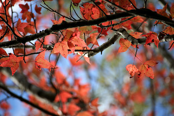 When the fall comes, the maple leaves are red.