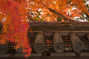 京都　天授庵の紅葉