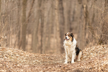 Naklejka na ściany i meble An English shepherd dog on a fall path through the forest