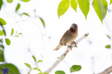 Weaverbird (P. philippinus,Pachyphantes,P. manyar) on branch with white background. These birds are found in both Asia and Africa.