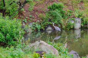 京都の円山公園の池