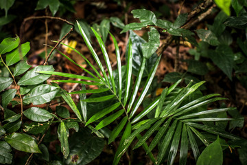 Close up tropical nature green leaf caladium texture background.Low key Dark lighting Nature...