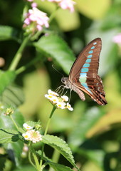 アオスジアゲハ