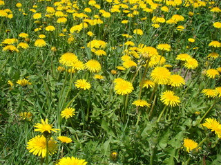 Obraz premium field of dandelions