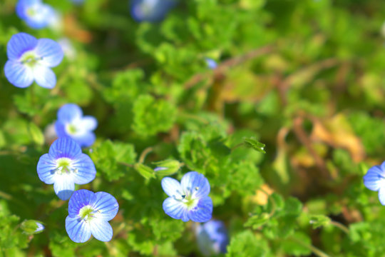 1 Best 野に咲く花 Images Stock Photos Vectors Adobe Stock 1 Best 野に咲く花 Images Stock Photos Vectors Adobe Stock