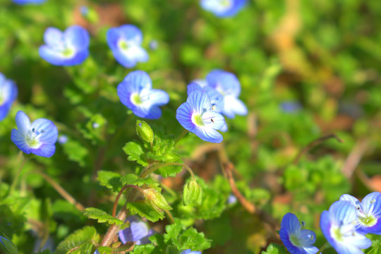 春に咲く青い小さい花 オオイヌノフグリ Stock Photo Adobe Stock