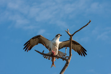 Osprey - Pandion haliaetus - perched on bare limb eating mullet against blue sky background with light clouds.