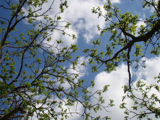 tree with leaves and blue sky