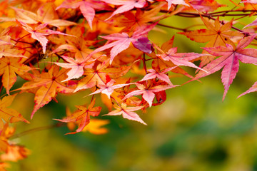 Naklejka na ściany i meble maple leaves in autumn. autumn leaves background. 